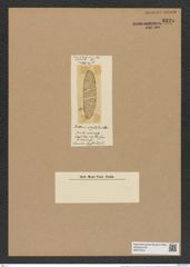 Huttonia virgata Gr. e. St. (de-Toni-Nr.: Genus 185, Species 4614) Zeichnungen Sammlung Grunow Nr. 8225 (NHMW-BOT-W0377612)